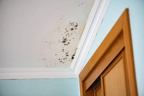 Mold Removal and Inspection in Wake Village, TX