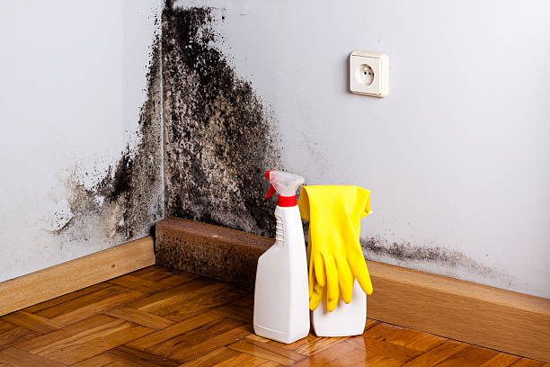 Best Mold Removal Company Near Me  in Wake Village, TX